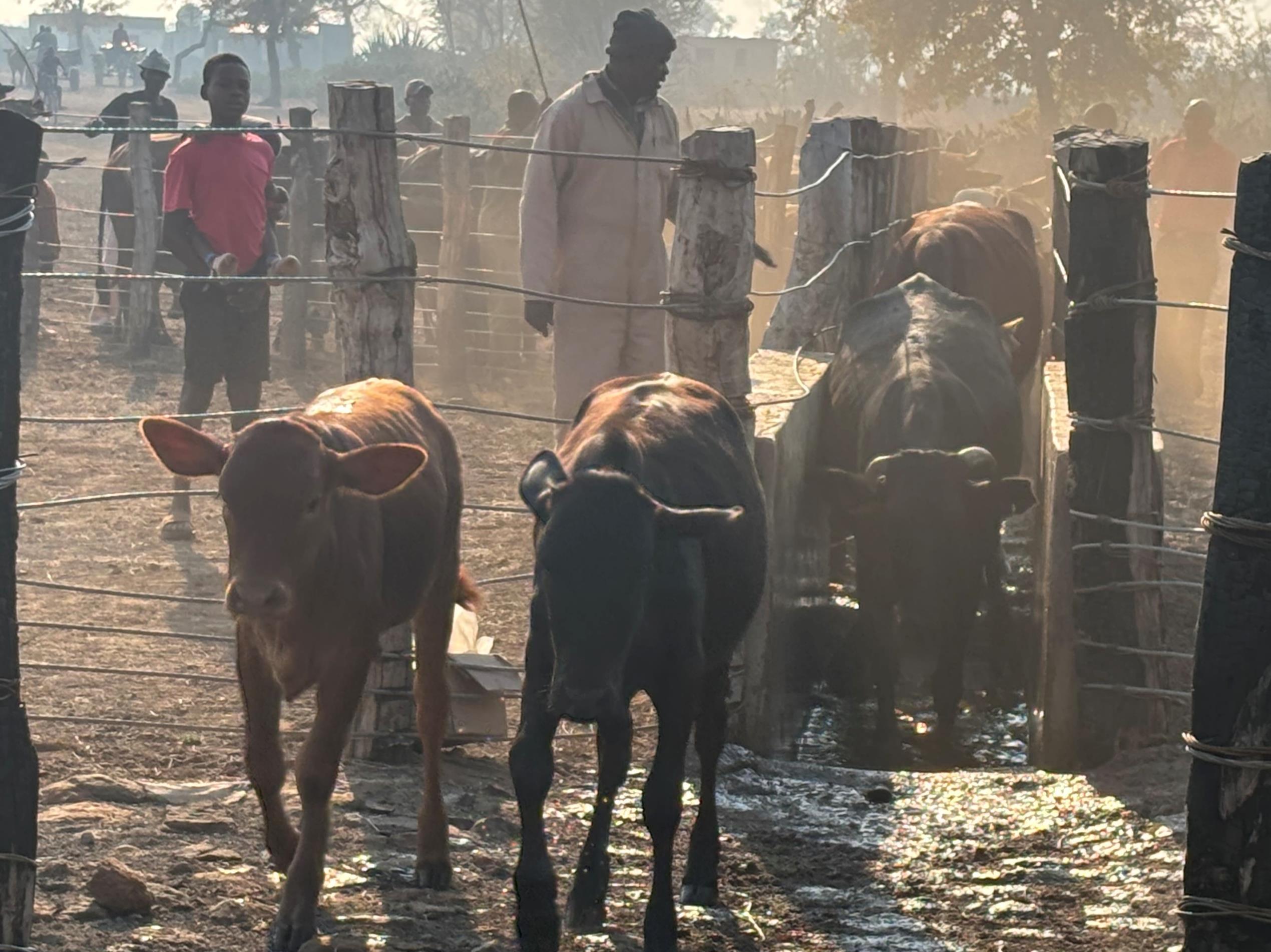 Cows