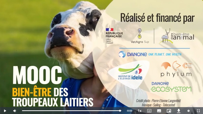 MOOC BEA des bovins laitiers
