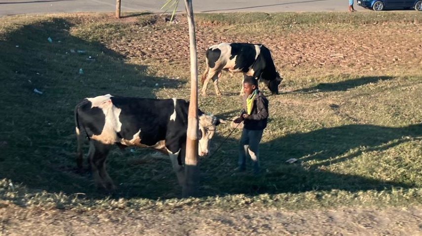 Eleveurs et vaches