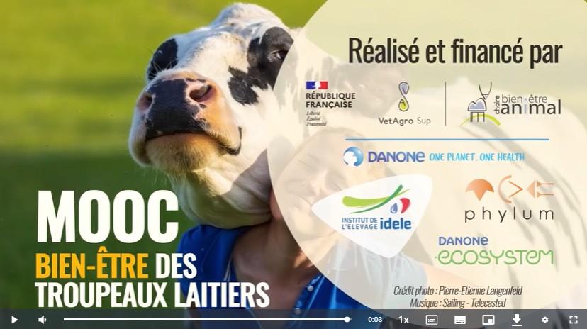 MOOC BEA des bovins laitiers