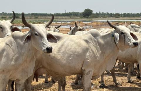 Vaches