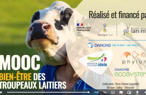 MOOC BEA des bovins laitiers