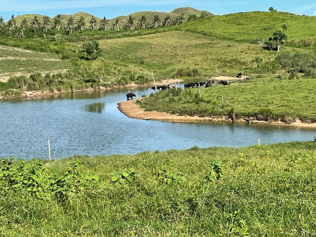 Bétail près d'un cours d'eau