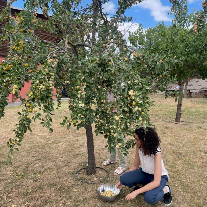 arbre fruitier