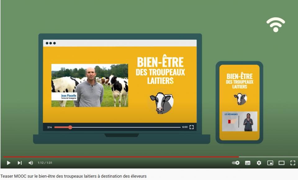 MOOC BEA des bovins laitiers