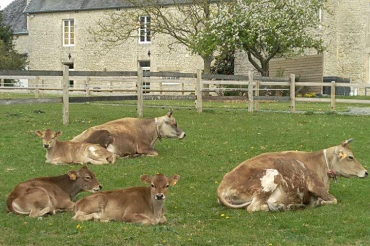 Vaches nourrices