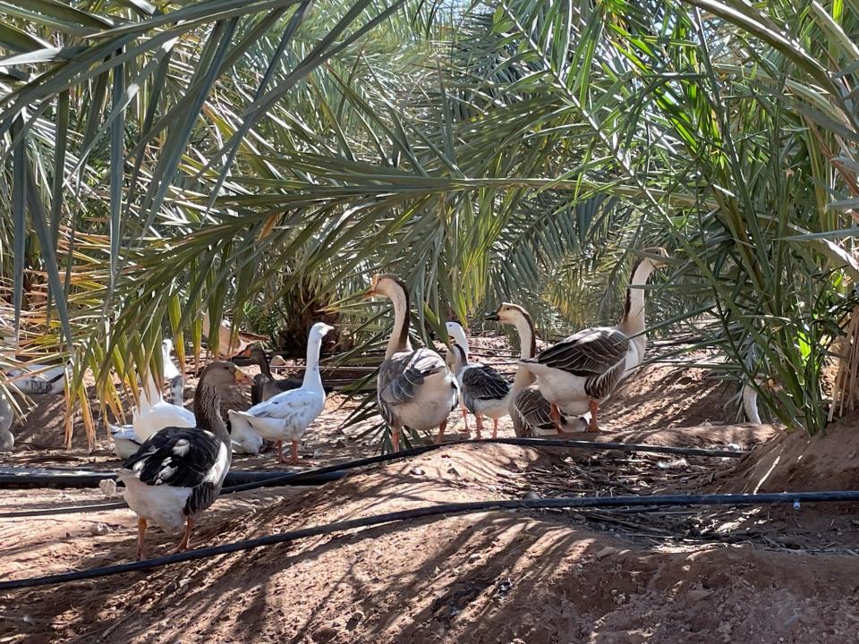 oies sous palmiers