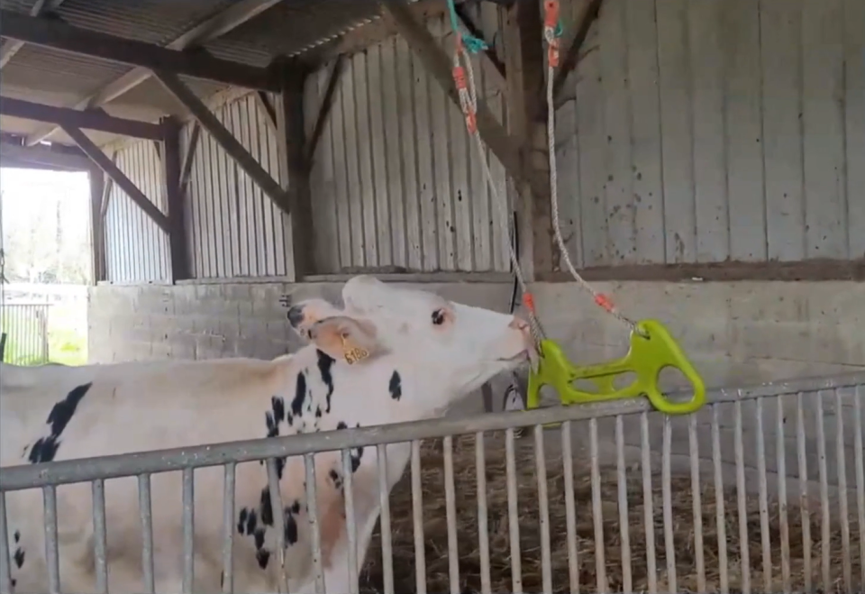 vache laitière pour webinaire BEA