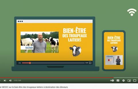 MOOC BEA des bovins laitiers