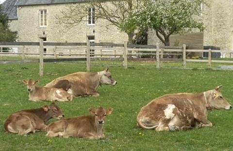 Vaches nourrices