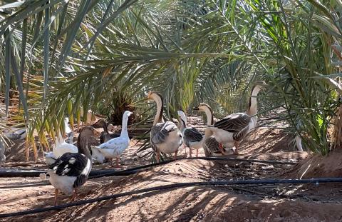 oies sous palmiers