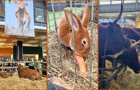 Oupette, son veau et autres animaux