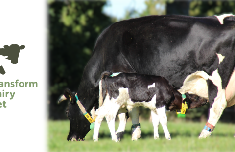 Vaches