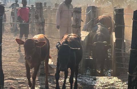 Cows
