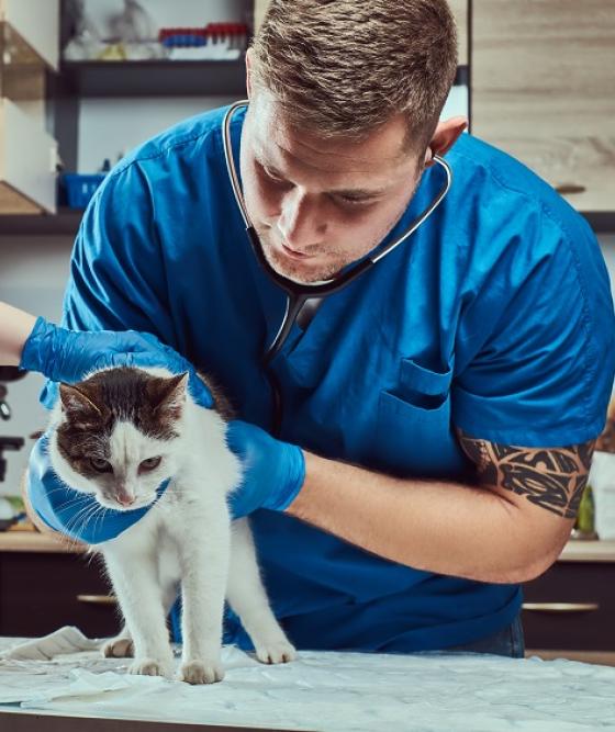 vétérinaire examinant chat